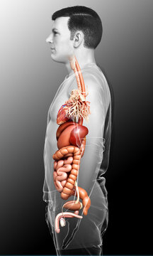 3d rendered medically accurate illustration of male Digestive System