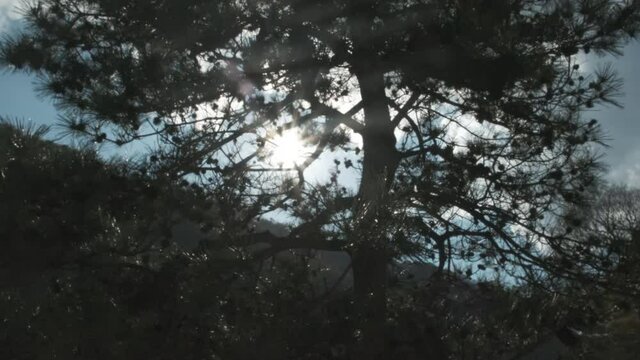Beautiful pan of pine tree in backlight. Sun rays through tops of treee, sun shines through foliage. POV view.
