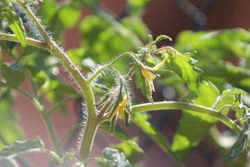 Close up tomato Flowers plant ,Growing tomatoes in the outdoors.Italy.