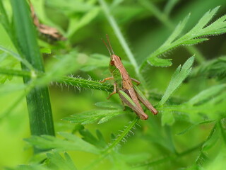 Grashüpfer, Heuschrecke (Chorthippus parallelus) ist eine Kurzfühlerschrecke und sitzt im Gras