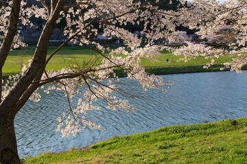  春の桜並木　広島県三原市の白竜湖