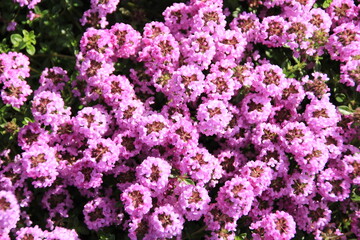 Fototapeta premium Thyme