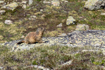 Naklejka na ściany i meble marmot sitting on a rock watching the surroundings, French Alps