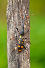 wild insect in the forest