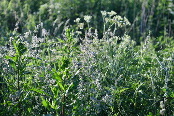 forest landscape on a summer early morning