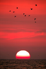 Black-headed gulls and the beautiful sun at the horizon, Bahrain