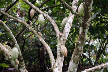 coffee plantation near Blitar, East Java - Indonesia
