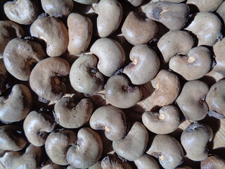 Cashew nut on the drying process with a natural background