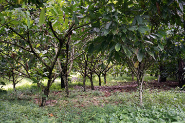 coffee plantation near Blitar, East Java - Indonesia