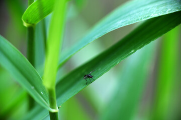 Obraz premium forest flies sits on plant branches in vivo