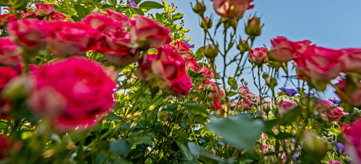garden with roses flowers close up