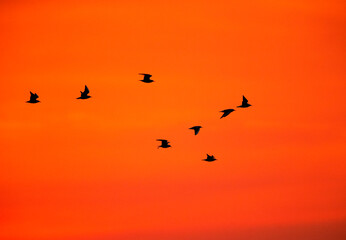 Black-headed gulls flying in the reddish hue in the morning, Bahrain
