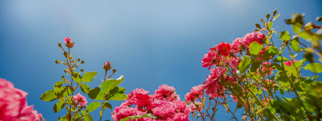 garden with roses flowers close up