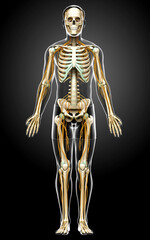 3d rendered medically accurate illustration of the nervous system and skeleton system