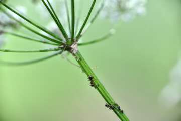 macro photo of insects on a green background in vivo