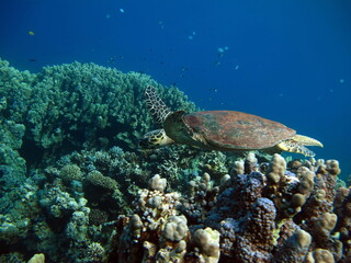 Naklejka na ściany i meble Sea turtles, Great Reef Turtle Bissa.