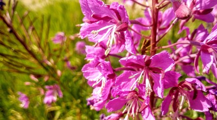 pink flowers in the garden