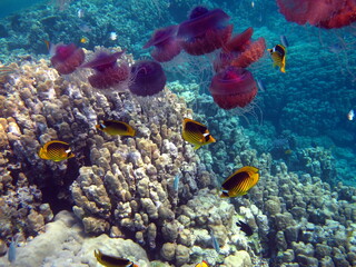 Naklejka na ściany i meble Jellyfish cauliflower, (Cephea cephea), or Cauliflower ellipse on the reefs of the Red Sea.