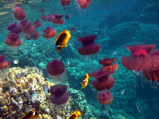 Fototapeta na wymiar Jellyfish cauliflower, (Cephea cephea), or Cauliflower ellipse on the reefs of the Red Sea.