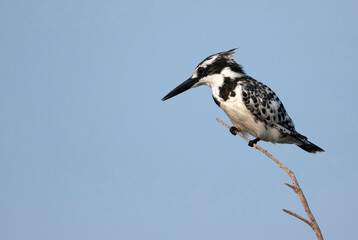 Pied Kingfisher on a branch at Asker marsh, Bahrain