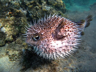 Spotbase burrfish. Urchin fish Diodontidae. Yellow-spotted cyclicht. In case of danger, it takes...
