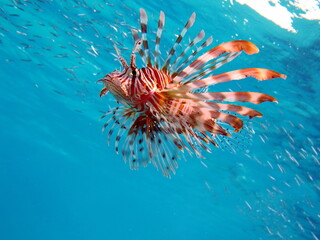 Fototapeta na wymiar Lion Fish in the Red Sea