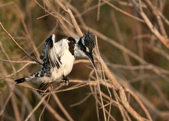 Pied Kingfisher drying its wings, Bahrain