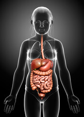 3d rendered medically accurate illustration of young girl Digestive System