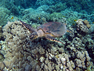 Fototapeta na wymiar Sea turtles. Large reef turtle Bissa on the reefs of the Red Sea.
