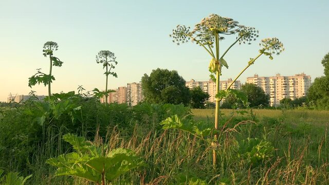 Invasive overgrowth of the Giant hogweed (Heracleum) at the city outskirts.