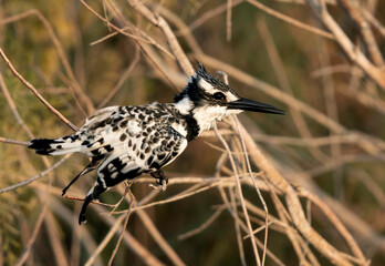 Pied Kingfisher on a branch, Bahrain