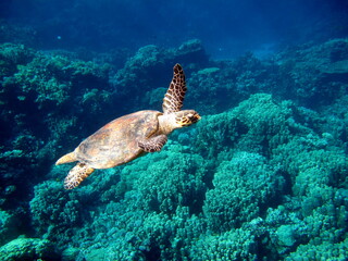 Fototapeta na wymiar Sea turtles. Great Reef Turtle. Bissa,