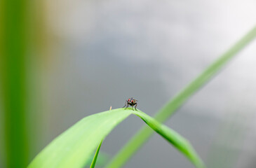 Fototapeta premium forest flies sits on plant branches in vivo