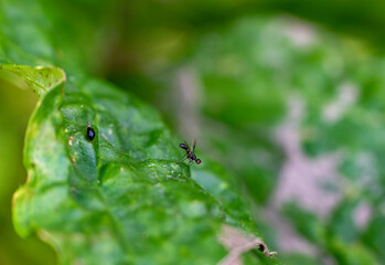 forest flies sits on plant branches in vivo