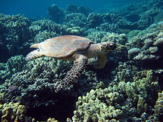 Obraz na płótnie Canvas Sea turtles, Great Reef Turtle Bissa.