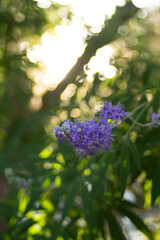 Obraz premium Purple flowers on a tree at the end of branches in a summer park