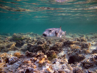 Arotnron fish. Fishes - a type of bone fish of the Osteytnes Pufferfish Tetraodontidae. Spiny...