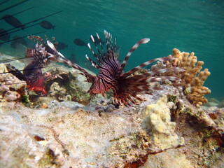 Lion Fish in the Red Sea.