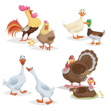 Cute cartoon farm birds set. Couple birds collection. Rooster and hen, ducks, geese and turkeys. Farm animals. Vector illustrations isolated on white background.