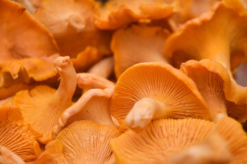 Chanterelle mushrooms, Raw wild chanterelles mushroom ready for cooking. Food background with...