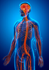 3d rendered medically accurate illustration of a male nervous system