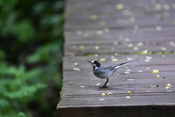 beautiful bird in the forest in natural conditions