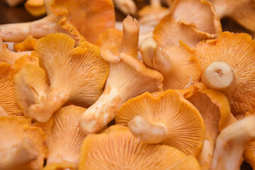 Chanterelle mushrooms, Raw wild chanterelles mushroom ready for cooking. Food background with...