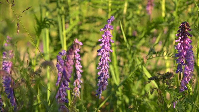 Purple flowers of Tufted vetch (Vicia cracca), or Wild Pea.