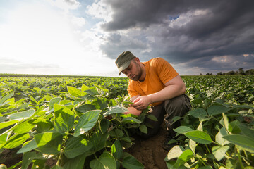 Young farmer in soybean fields