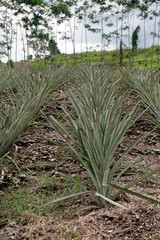 Pineapple plantation in Blitar, Indonesia