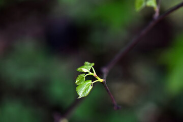 forest landscape on a summer early morning