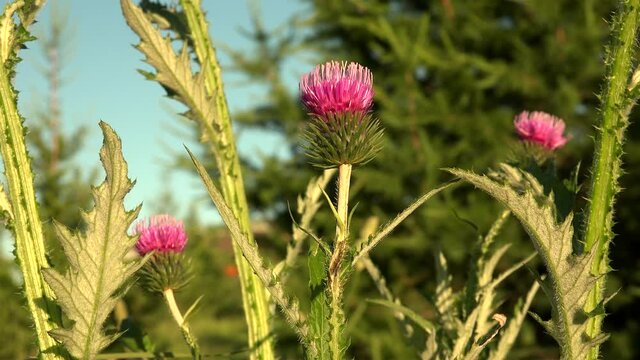 Fowers and foliage of the curly plumeless thistle  (Carduus crispus).