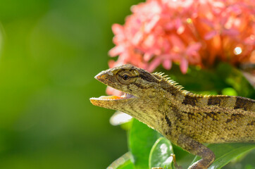 liar chameleon in the yard of the house