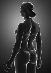 Naklejka premium 3d rendered illustration of the female body